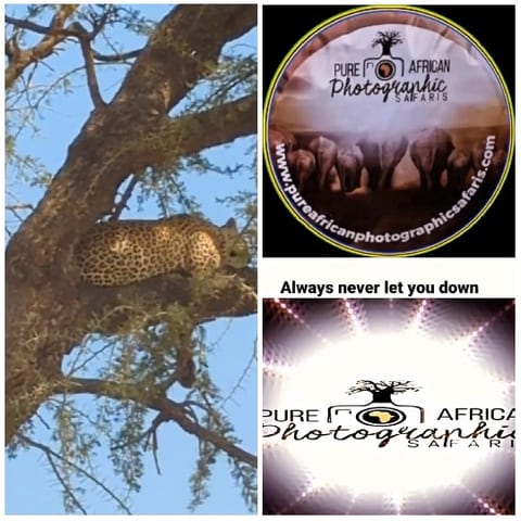 Leopard Resting on Tree Branch