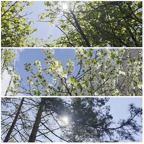 Sunlight Through Tree Canopies
