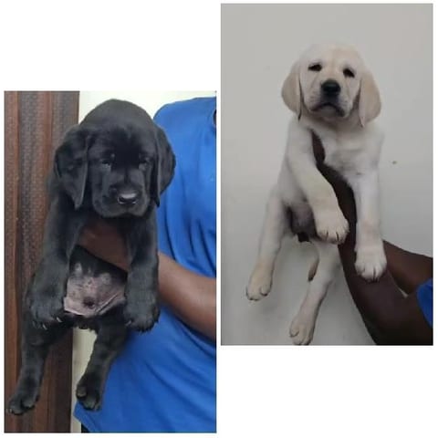 Two Puppies Held by a Person