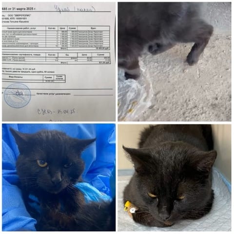 Black Cat In Various Settings