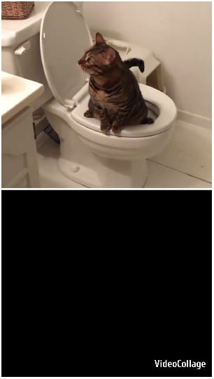 Cat Sitting in Toilet Bowl