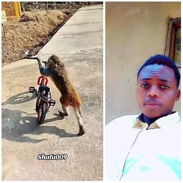 Monkey and Selfie in Plain Background