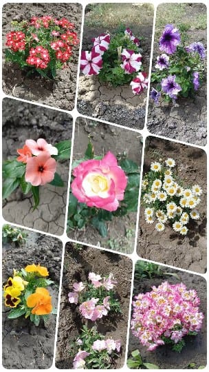 Colorful Flowers in Garden Setting