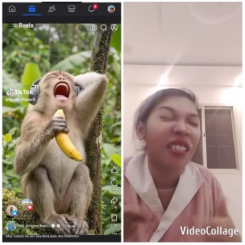 Monkey Laughing on a Tree Branch