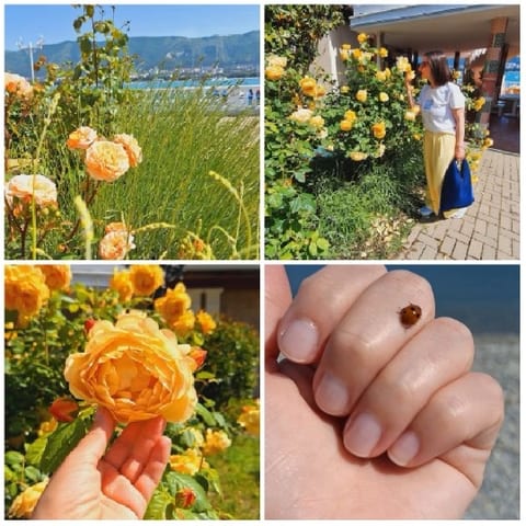 Orange Roses and Mountain Backdrop