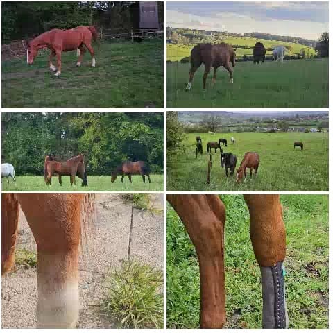Horses in Various Natural Settings
