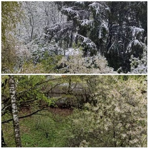 Snowy Forest and Lush Greenery