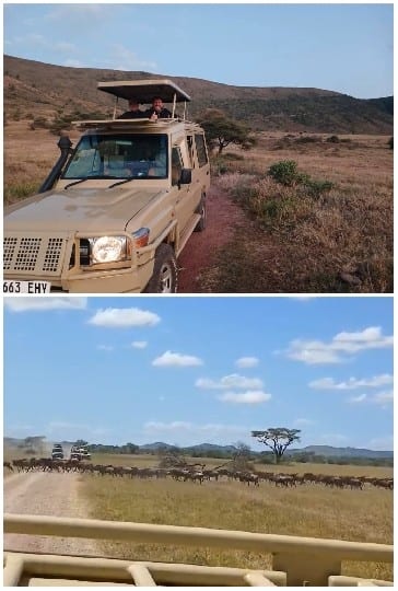 Safari Vehicle with Herd of Wildebeests