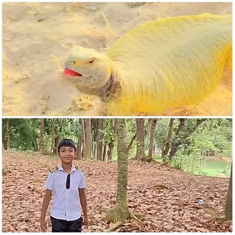 Lizard and Child in Nature