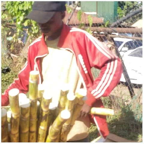 Handling Sugarcane Outdoors