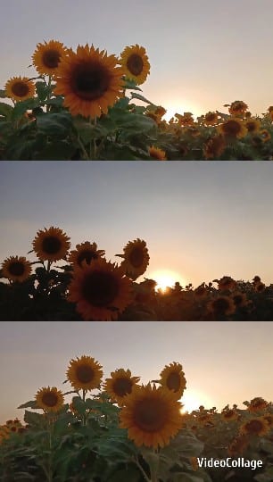 Sunflowers with Sunrise or Sunset