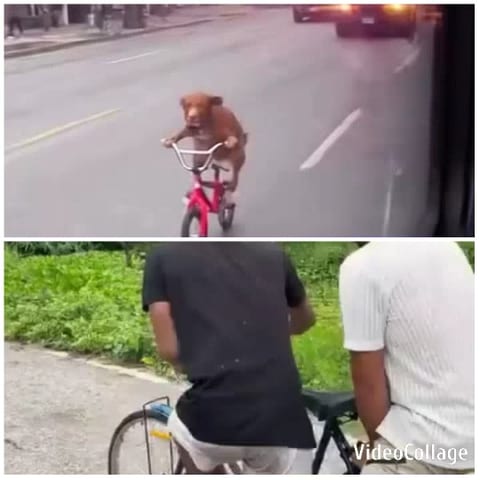 Dog Riding Bicycle on Street