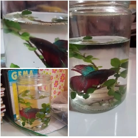 Betta Fish in a Glass Jar