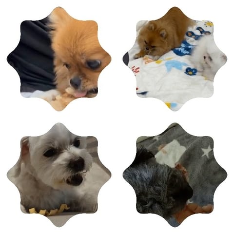 Dogs Eating on Patterned Blankets