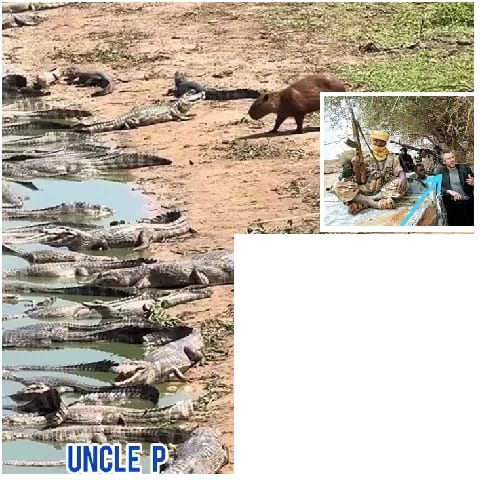 Alligators by Water with Capybara
