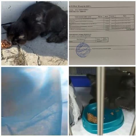 Black Cat Eating From Bowl