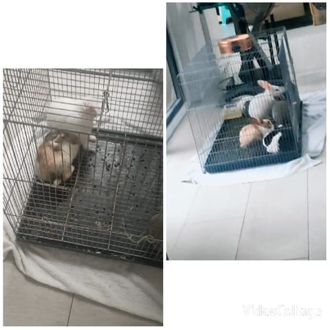 Rabbits in Indoor Cages
