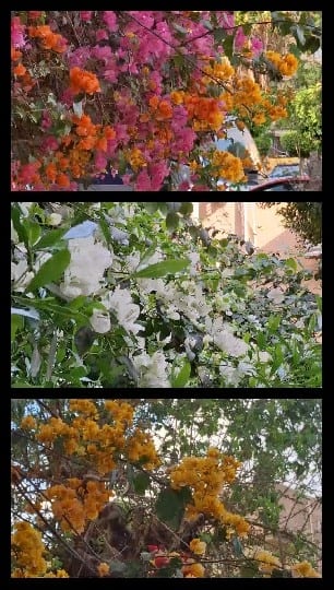 Colorful Flower Arrangements Display