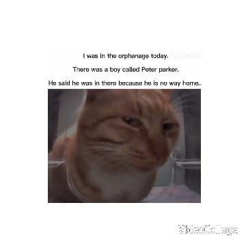 Humorous Cat with Peter Parker Joke