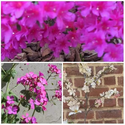 Close-ups of Various Flowers