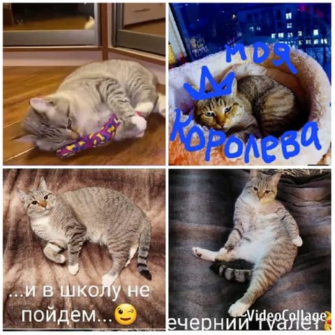 Cat in Various Poses and Settings