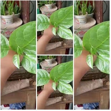 Green Plants and Natural Elements