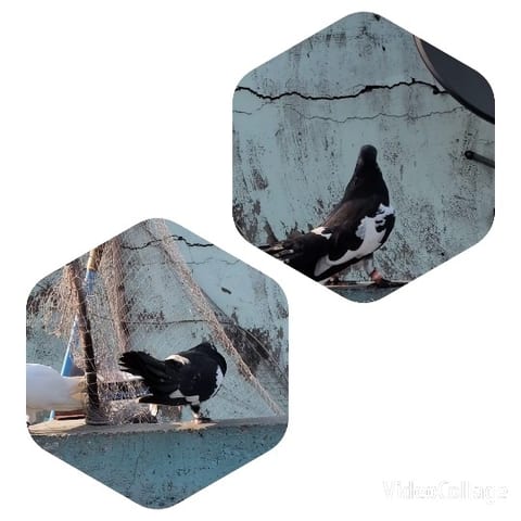 Pigeons on Concrete Surface