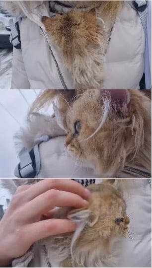 Cat Snuggled in a Jacket