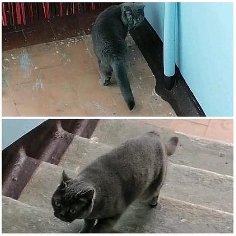 Gray Cat Walking and Looking Up