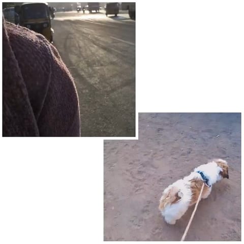 Street Scene and Dog on Leash