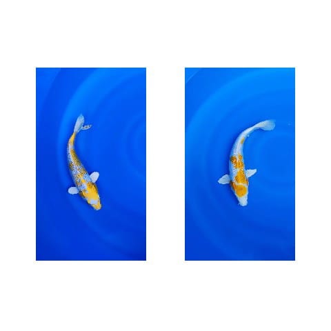 Two Koi Fish on Blue Background