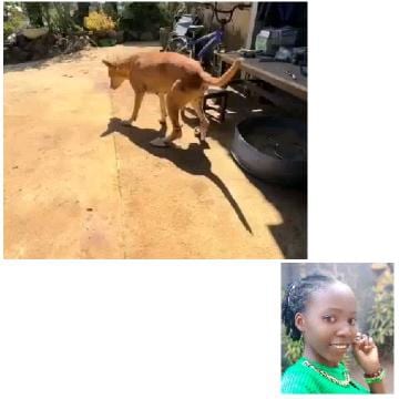 Dog Walking and Smiling Person