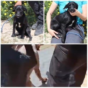 Dog Moments with Its Owner
