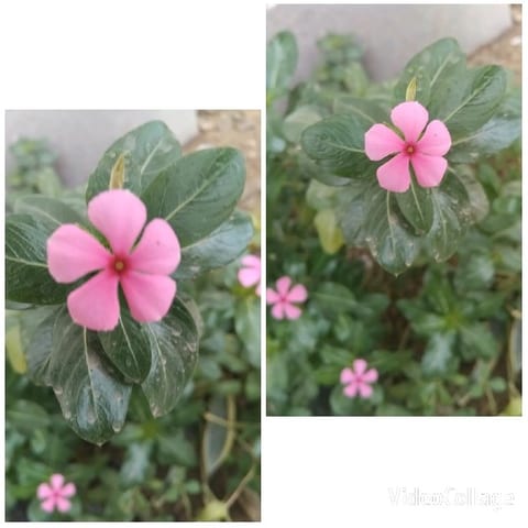 Pink Flower Surrounded by Leaves