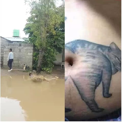 Flooded Area and Elephant Tattoo