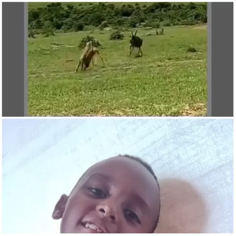 Animals and Smiling Child