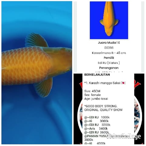 Koi Fish Specifications and Images