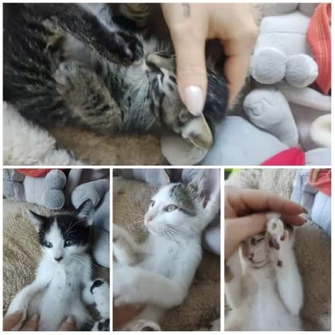 Kittens Interacting with Hands
