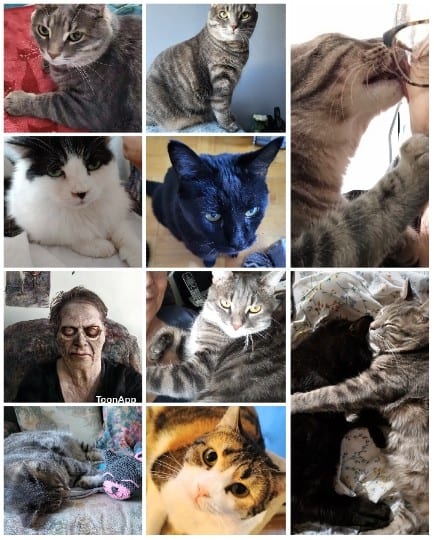 Various Cats in Different Settings