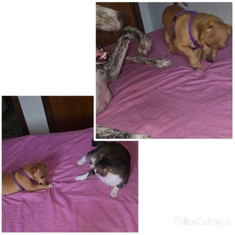 Small Dog and Cat on Bedspread