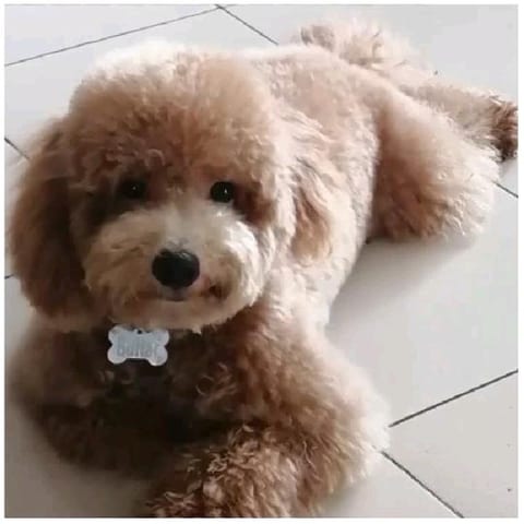 Fluffy Dog Relaxing on Floor