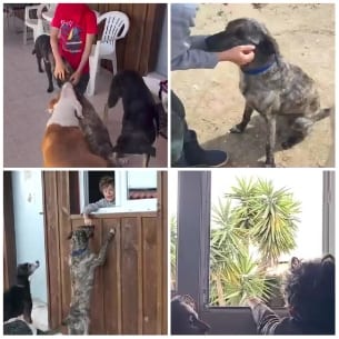Scenes of Dogs with People