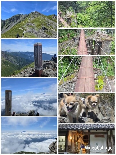 Mountain Landscapes and Excited Dogs