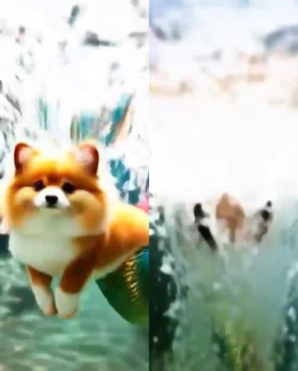 Pomeranian Dog with Water Splash