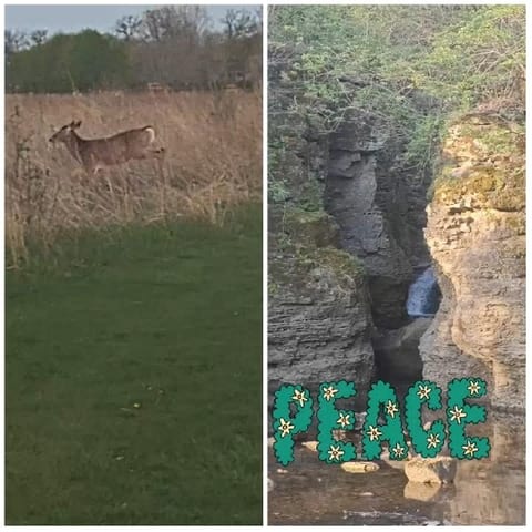 Deer in Field and Rocky Landscape