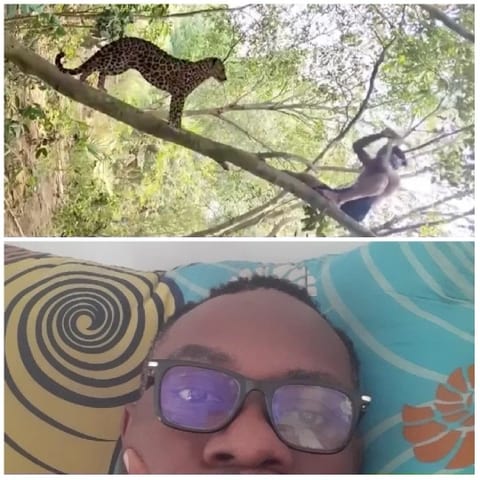 Leopard in Tree with Background Animal