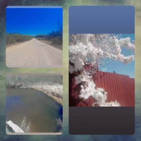 Dirt Road And Blossoms By Fence