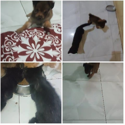 Puppy and Cats in Various Scenes
