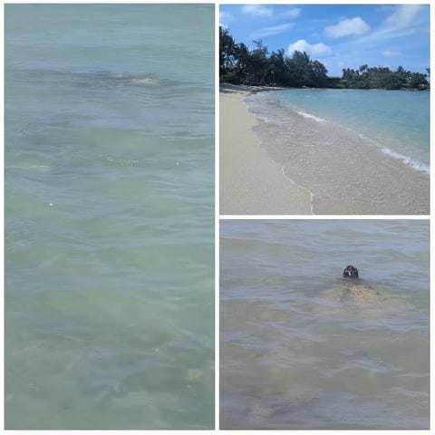 Scenes of Beach and Turtle