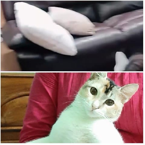 Couch and Cat with Owner